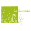 la bourrache