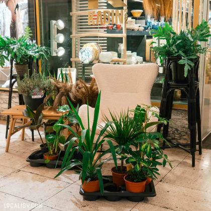 Un fauteuil blanc texturé entouré de plusieurs plantes en pots, disposées sur le sol et sur des étagères dans le magasin de fleurs Kabin 22 à Liège. Il y a également une petite table en bois avec des plantes et des objets décoratifs.